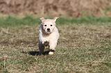 GOLDEN RETRIEVER 055